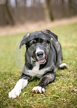 An Akita x Shepherd mixed breed dog lying down in the grass