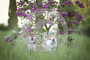 Akita and Shiba rejoice in lilac