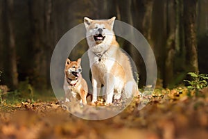 Akita and Shiba relax in the forest