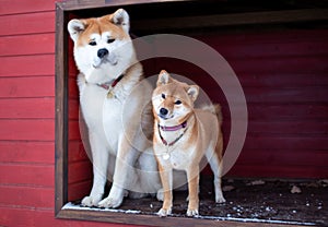 Akita and Shiba in their home