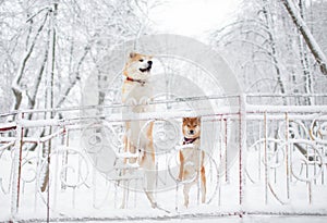 Akita and Shiba walk in the Park