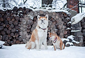 Akita and Shiba on a winter day.
