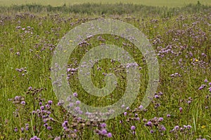 Akkerdistel, Creeping Thistle, Cirsium arvense