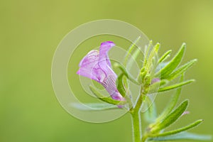 Akkerleeuwenbek, Lesser Snapdragon, Misopates orontium