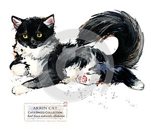 Akrin cat. watercolor home pet illustration. Cats breeds series. domestic animal.