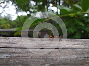 Aktivitas semut merah di pagi hari
