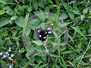 Akuma. black butterfly