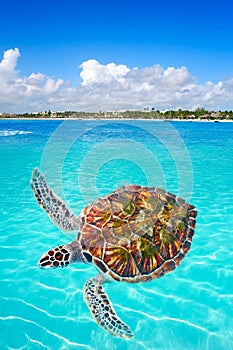 Akumal beach turtle photomount Riviera Maya