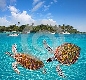 Akumal beach turtles photomount Riviera Maya