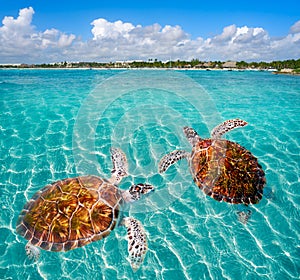 Akumal beach turtles photomount Riviera Maya photo