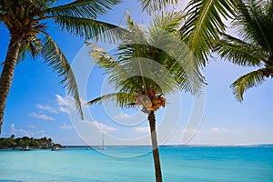 Akumal coconut palm tree beach Riviera Maya