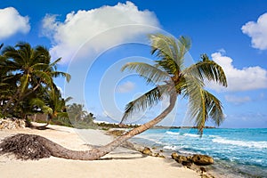 Akumal coconut palm tree beach Riviera Maya photo