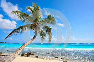 Akumal coconut palm tree beach Riviera Maya photo