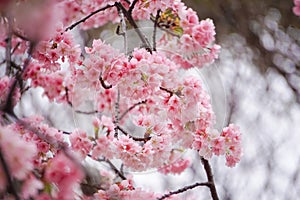 akura flowers during spring season in the park, Blossom on tree branch blooming, Nature floral background.