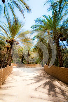 Al Ain oasis photo