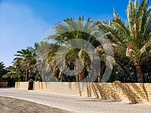Al Ain Oasis, in the United Arab Emirates. A date farm. Beautiful date palms (Phoenix dactylifera)