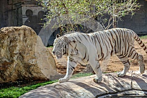 Al Ain, United Arab Emirates - 04/12/2019 - Beautiful wild animal Bengal white tiger bleached tiger, in Al Ain  Zoo, Safari Park