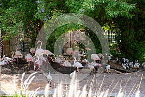 Zoo in Al Ain, United Arab Emirates. Pink flamingo photo