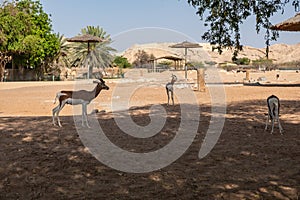 Zoo in Al Ain, United Arab Emirates. Antelope photo