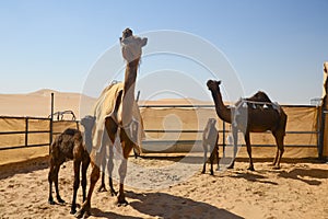 Al Dhafra Camel Festival in Abu Dhabi