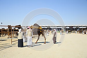 Al Dhafra Camel Festival in Abu Dhabi