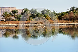 Al Farafra oasis, Egypt