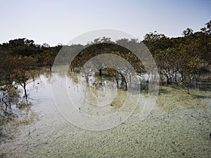 Al Jubail Mangrove Park In AbuDhabi,UAE.