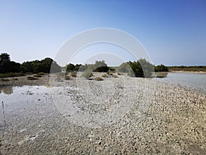 Al Jubail mangrove park in summer Abudhabi,UAE.