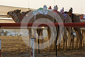 Al Marmoum Camel race track