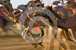 Al Marmoum Camel Racetrack, Dubai