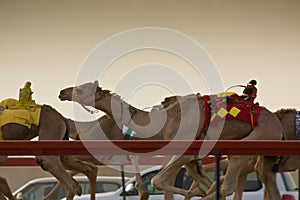 Al Marmoum Camel racing season,