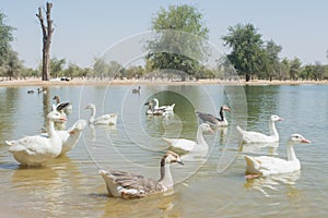 Al Qudra artificial lake at Dubai photo