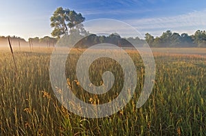 Al Sabo Meadow in Fog