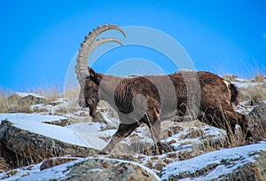 Mountains goat. Kirgizstan. Ala-Archa valley photo