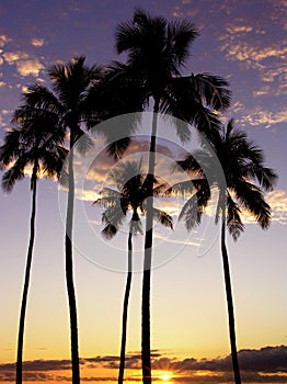 Ala Moana Palm Trees Sunset