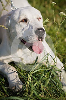 The alabai central asian shepherd dog lies in the grass and puts out the tongue