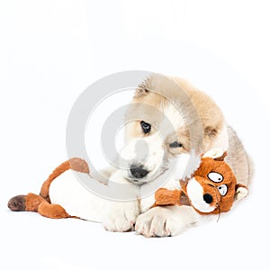 Alabai puppy and a fox toy. Alabai An Ancient Breed