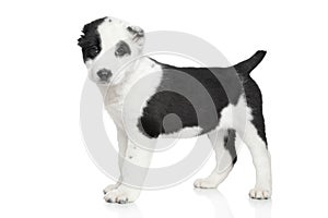 Alabai puppy standing. Portrait on a white background