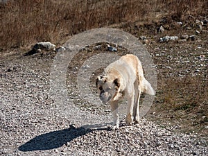Alabai shepherd dog go to camera. Central Asian shepherd-Alabai Turkmen wolfhound on the move