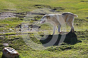 Alabai shepherd dog. Kyrgyzstan