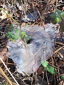Alabama Agelenidae Funnel Weaver Spider Web