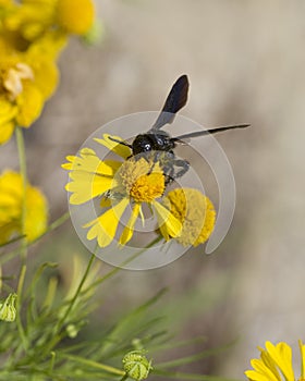 Alabama Bitterweed and Black Wasp