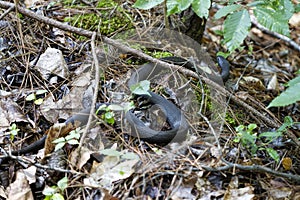 Alabama Black Southern Water Snake - Nerodia Fasciata
