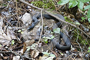 Alabama Black Southern Water Snake - Nerodia Fasciata