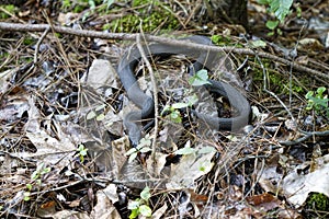 Alabama Black Southern Water Snake - Nerodia Fasciata