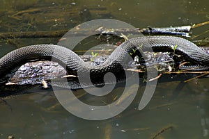 Alabama Black Southern Water Snake - Nerodia Fasciata