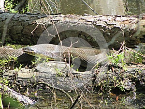 Alabama Black Southern Water Snake - Nerodia Fasciata