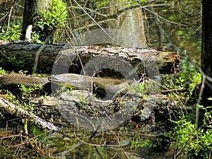 Alabama Black Southern Water Snake - Nerodia Fasciata