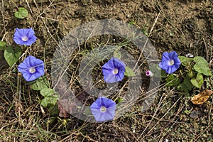 Alabama Blue Morning Glory Wildflower - Ipomoea hederacea photo