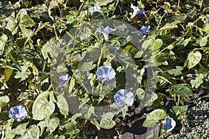 Alabama Blue Morning Glory Wildflower Vine